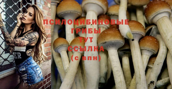 ПСИЛОЦИБИНОВЫЕ ГРИБЫ Гусев